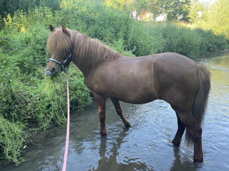 Islandpferd Stute 11 Jahre 150 cm Dunkelfuchs in Aichtal