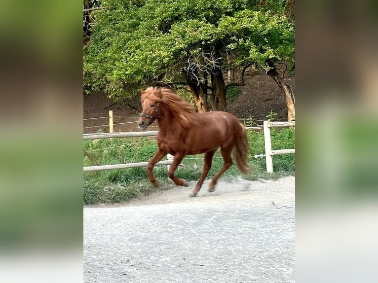 Islandpferd Stute 11 Jahre 150 cm Dunkelfuchs in Aichtal