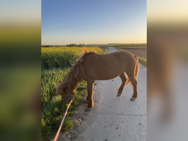 Islandpferd Stute 11 Jahre 150 cm Dunkelfuchs in Aichtal