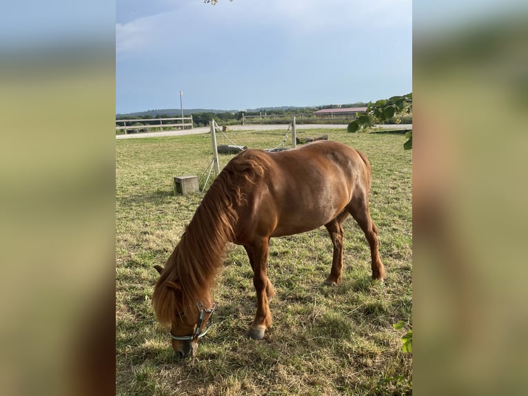 Islandpferd Stute 11 Jahre 150 cm Dunkelfuchs in Aichtal