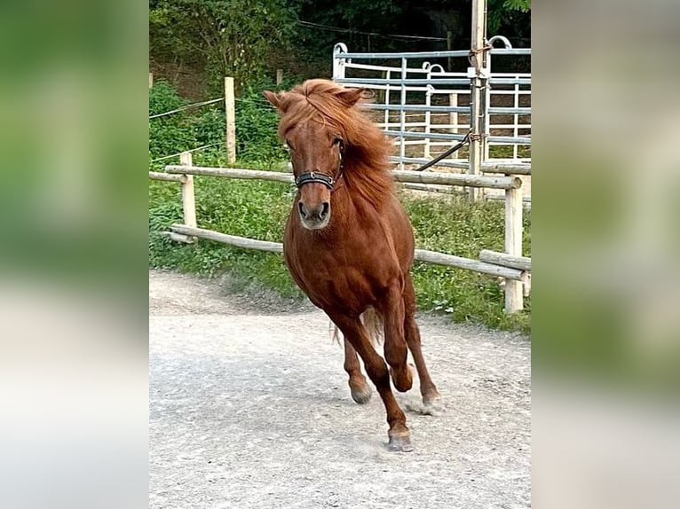 Islandpferd Stute 11 Jahre 150 cm Dunkelfuchs in Aichtal