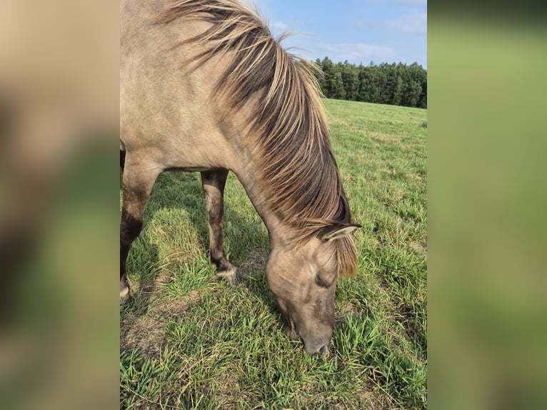 Islandpferd Stute 11 Jahre Falbe in Belm