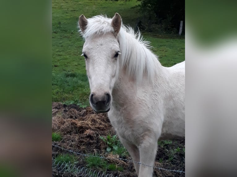 Islandpferd Stute 11 Jahre  in Lindlar