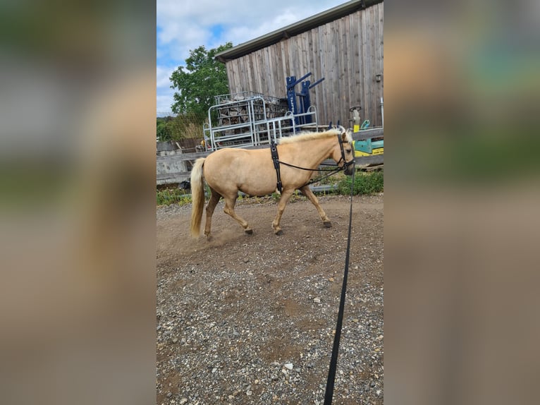 Islandpferd Stute 11 Jahre  in Lindlar
