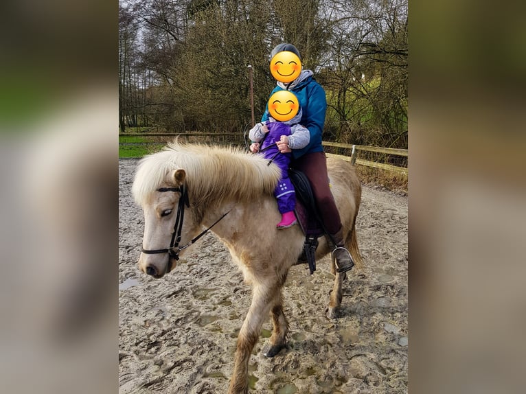 Islandpferd Stute 11 Jahre  in Lindlar