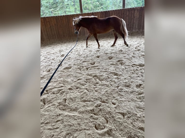 Islandpferd Stute 11 Jahre Fuchs in Miesenbach