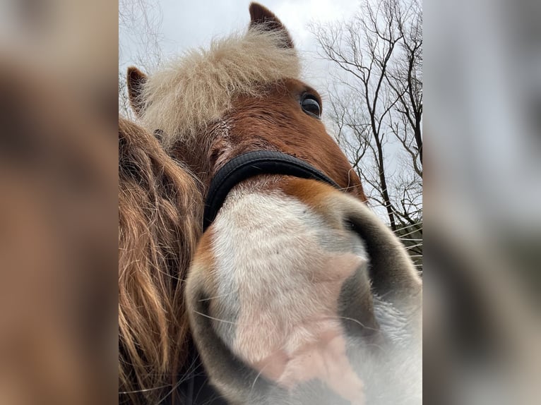 Islandpferd Stute 11 Jahre Fuchs in Miesenbach