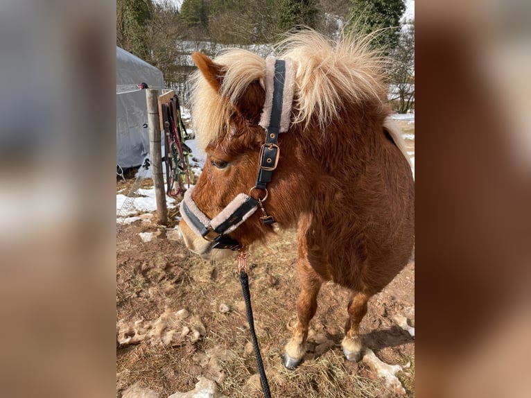 Islandpferd Stute 11 Jahre Fuchs in Miesenbach