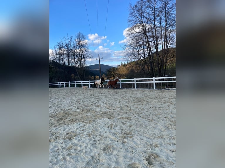 Islandpferd Stute 11 Jahre Fuchs in Miesenbach