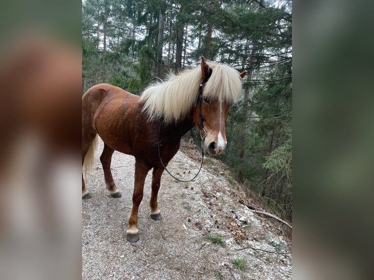 Islandpferd Stute 11 Jahre Fuchs in Miesenbach