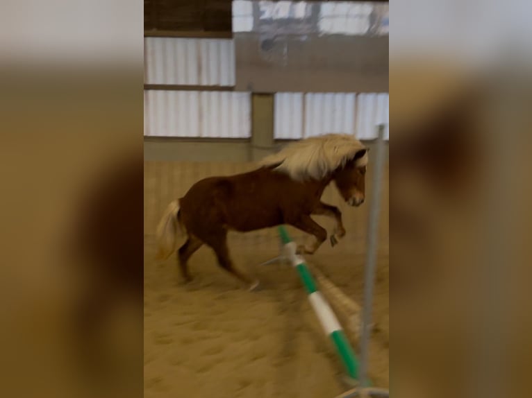 Islandpferd Stute 11 Jahre Fuchs in Miesenbach