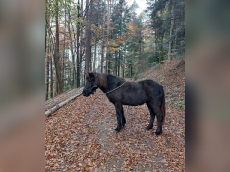 Islandpferd Stute 11 Jahre Rappe in Wolfach