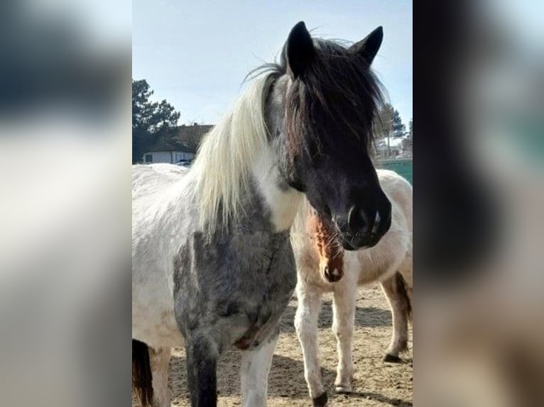 Islandpferd Stute 11 Jahre Schecke in Neustadt am Rübenberge