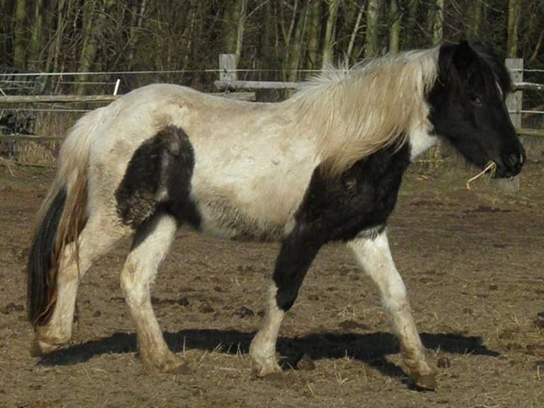 Islandpferd Stute 11 Jahre Schecke in Neustadt am Rübenberge