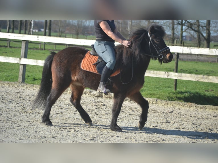 Islandpferd Stute 12 Jahre 130 cm Brauner in Breda