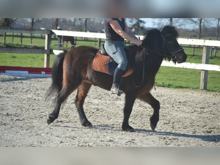 Islandpferd Stute 12 Jahre 130 cm Brauner in Breda