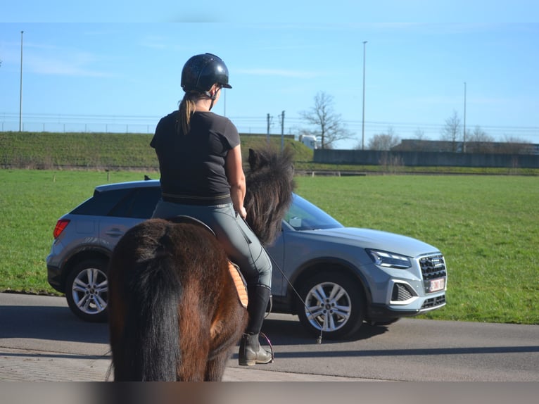 Islandpferd Stute 12 Jahre 130 cm Brauner in Breda