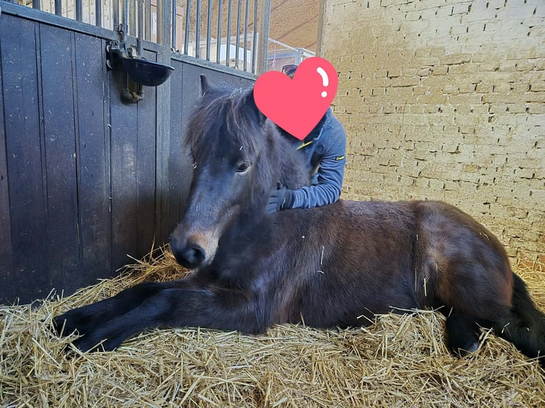 Islandpferd Stute 12 Jahre 130 cm Brauner in Breda