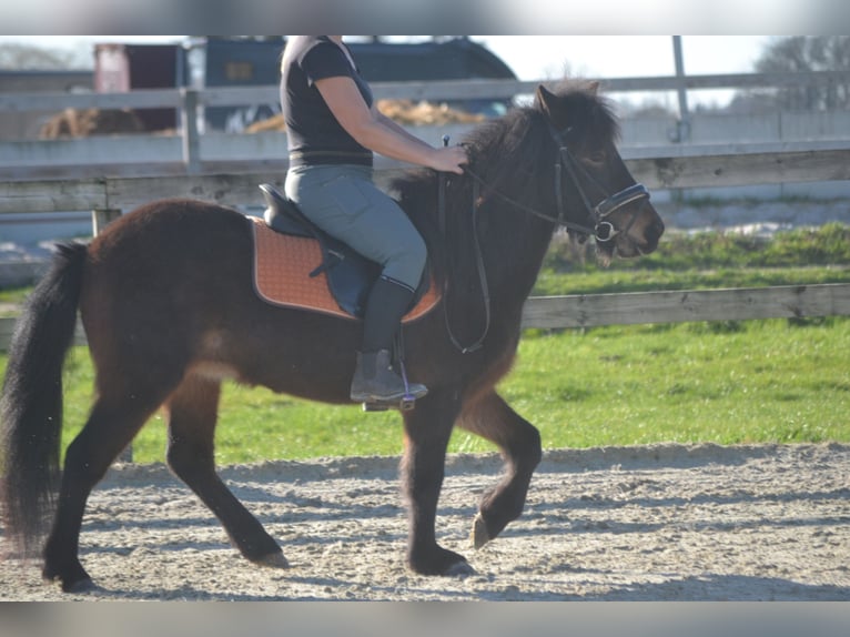 Islandpferd Stute 12 Jahre 130 cm Brauner in Breda