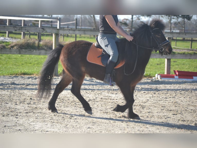 Islandpferd Stute 12 Jahre 130 cm Brauner in Breda