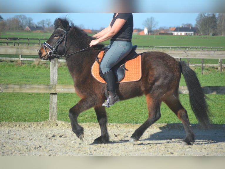 Islandpferd Stute 12 Jahre 130 cm Brauner in Breda