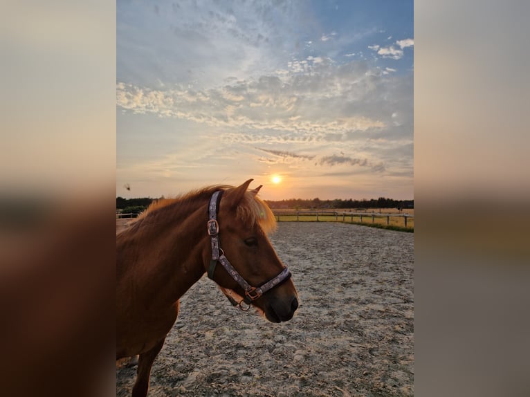Islandpferd Stute 12 Jahre 133 cm Fuchs in Amrum