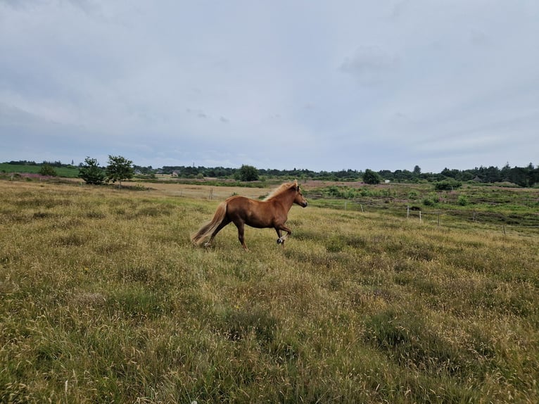 Islandpferd Stute 12 Jahre 133 cm Fuchs in Amrum