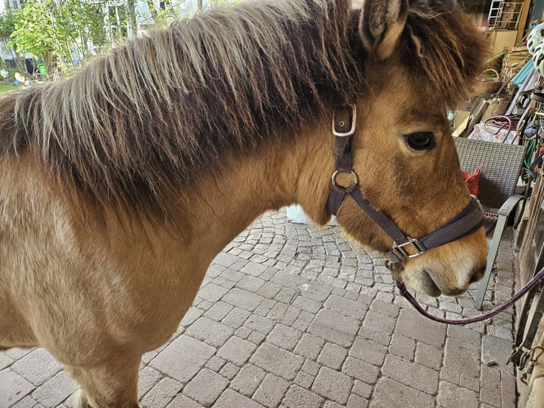 Islandpferd Stute 12 Jahre 135 cm Falbe in Hofgeismar