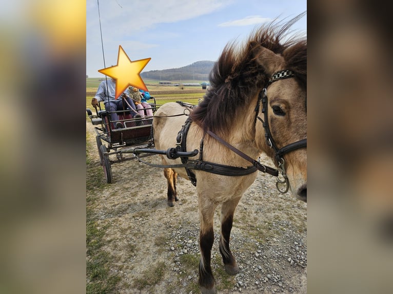 Islandpferd Stute 12 Jahre 135 cm Falbe in Hofgeismar
