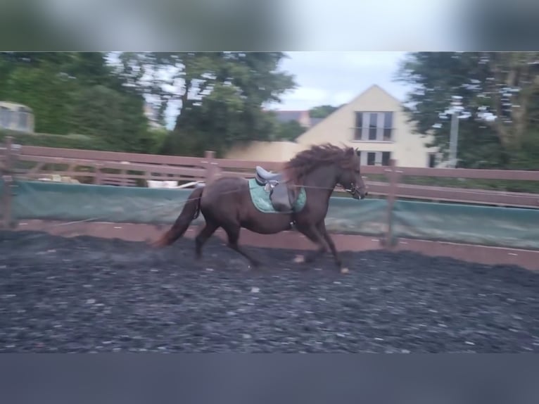 Islandpferd Stute 12 Jahre 135 cm Rappe in Herford