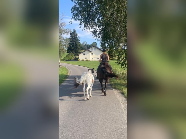 Islandpferd Stute 12 Jahre 135 cm Schecke in Wolfegg