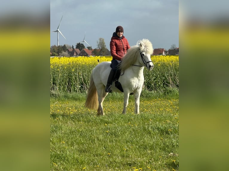 Islandpferd Stute 12 Jahre 135 cm Schimmel in Wittmund Willen