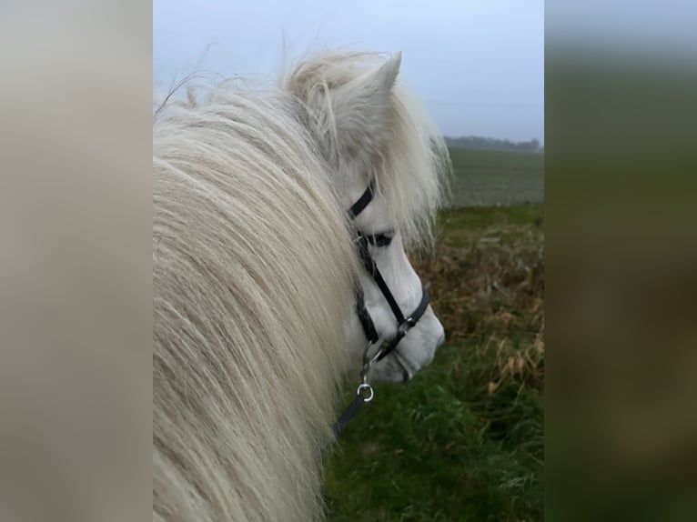 Islandpferd Stute 12 Jahre 135 cm Schimmel in Wittmund Willen