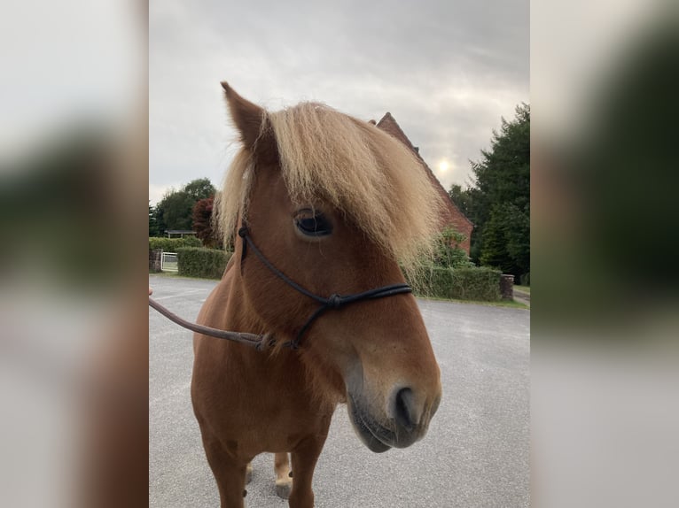 Islandpferd Stute 12 Jahre 136 cm Fuchs in Ostenfeld