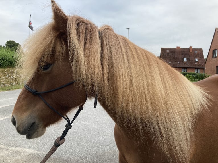 Islandpferd Stute 12 Jahre 136 cm Fuchs in Ostenfeld