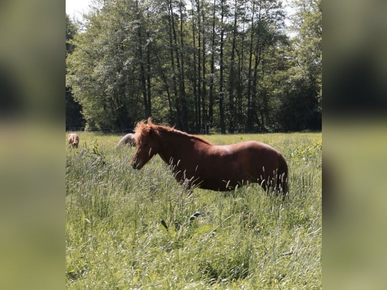 Islandpferd Stute 12 Jahre 136 cm Fuchs in Stapelfeld
