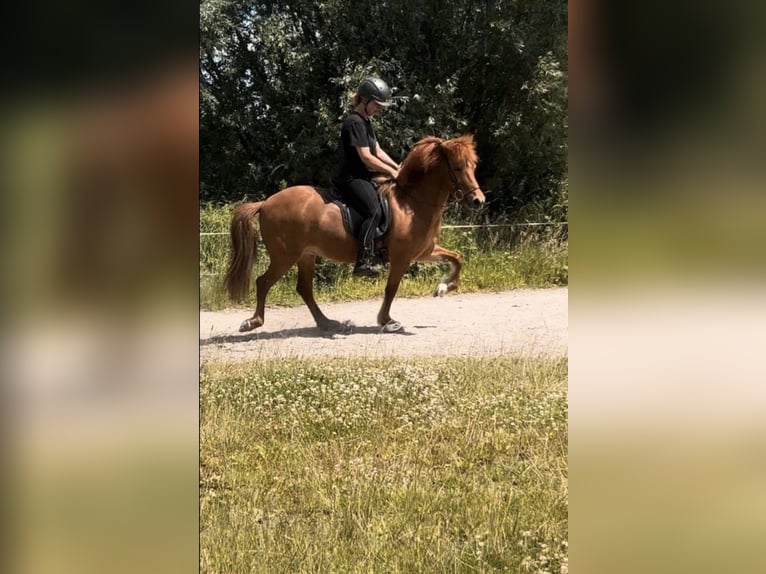 Islandpferd Stute 12 Jahre 136 cm Fuchs in Stapelfeld