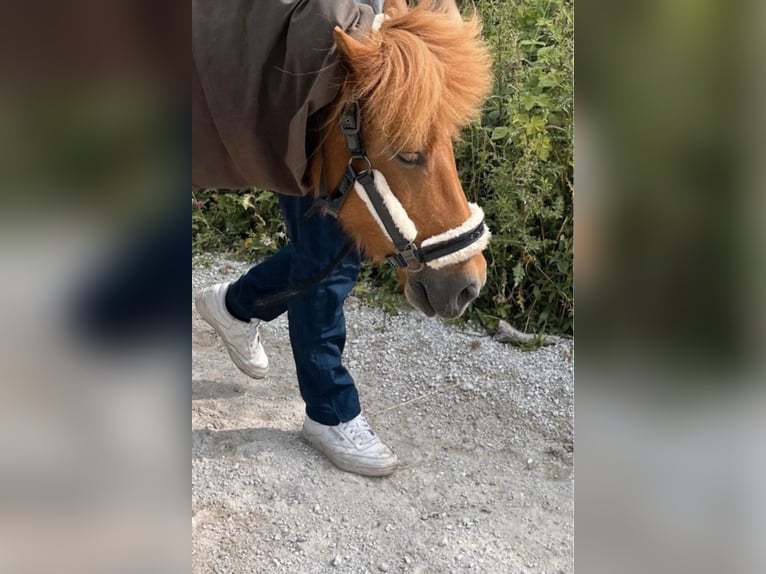 Islandpferd Stute 12 Jahre 136 cm Fuchs in Stapelfeld