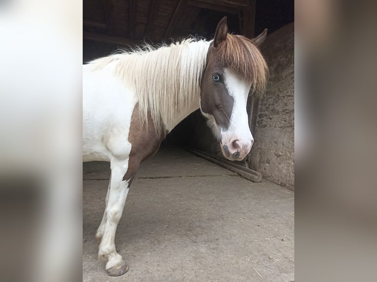 Islandpferd Stute 12 Jahre 136 cm Schecke in Hungen