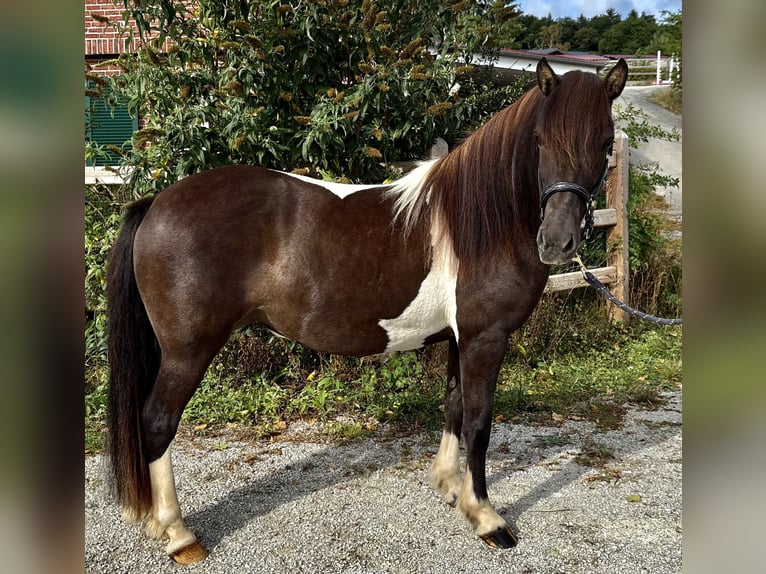 Islandpferd Stute 12 Jahre 136 cm Schecke in Seesbach