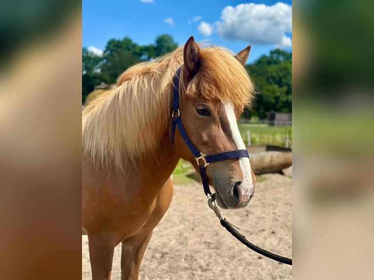 Islandpferd Stute 12 Jahre 137 cm Fuchs in Buchholz in der Nordheide