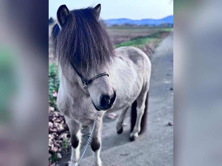 Islandpferd Stute 12 Jahre 137 cm Schecke in Felsberg