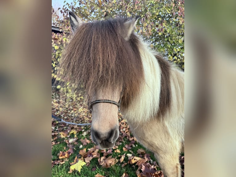 Islandpferd Stute 12 Jahre 137 cm Schecke in Felsberg