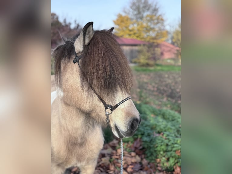 Islandpferd Stute 12 Jahre 137 cm Schecke in Felsberg