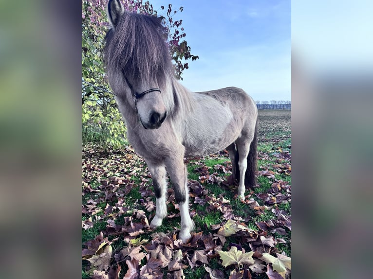 Islandpferd Stute 12 Jahre 137 cm Schecke in Felsberg