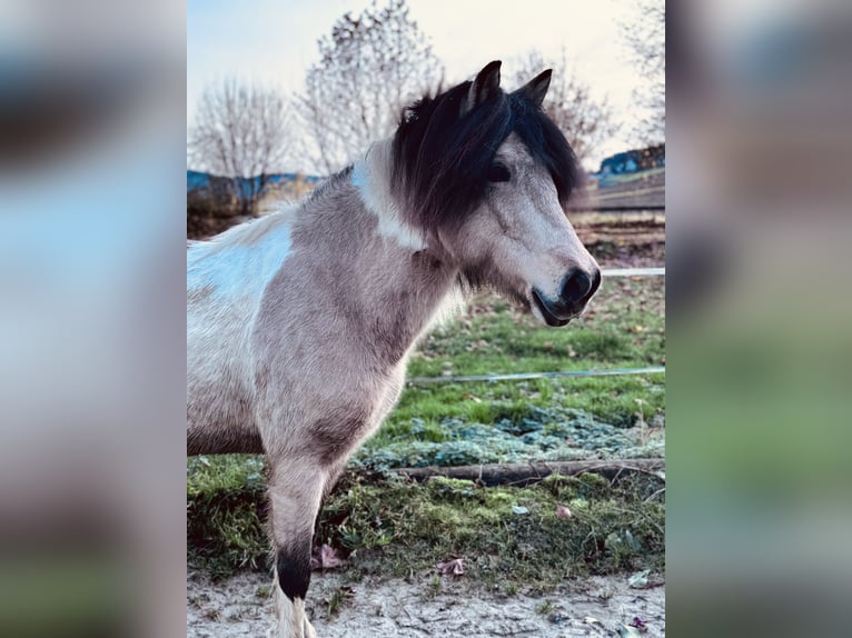 Islandpferd Stute 12 Jahre 137 cm Schecke in Felsberg