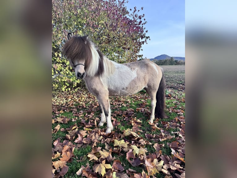 Islandpferd Stute 12 Jahre 137 cm Schecke in Felsberg