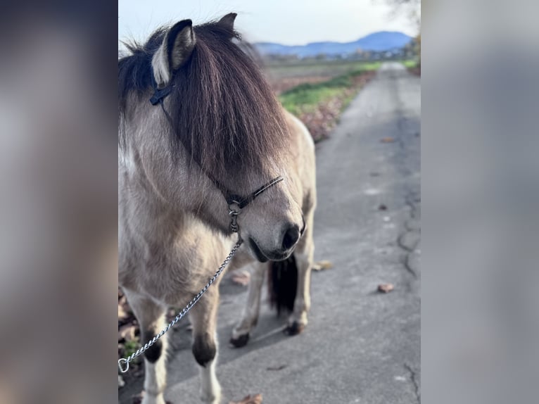 Islandpferd Stute 12 Jahre 137 cm Schecke in Felsberg