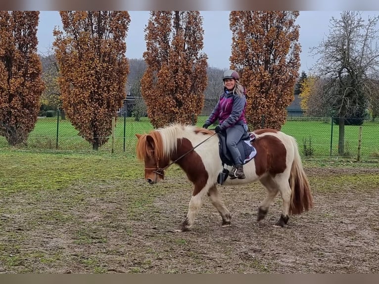 Islandpferd Stute 12 Jahre 137 cm Schecke in Viersen