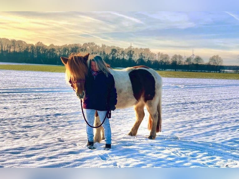 Islandpferd Stute 12 Jahre 137 cm Schecke in Viersen